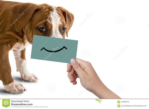 Dog Portrait With Happy Smile On Cardboard Isolated On White