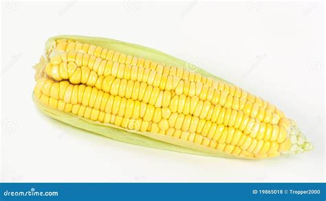 Corn Isolated On White Stock Photo Image Of Freshness 19865018