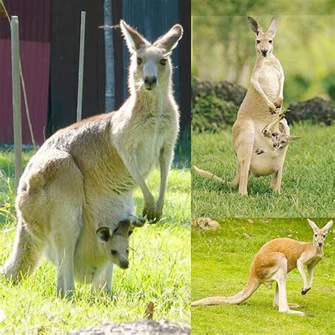 Kangaroo is the national animal of Australia and is used in its ...