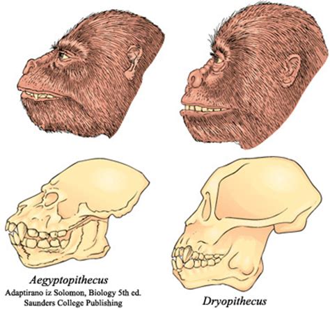 Od Gmazova Do Hominida