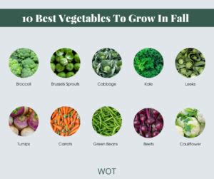 10 Best Vegetables To Grow This Fall Women Of Today