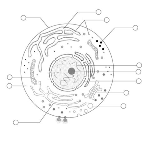 Human Anatomy And Physiology Cell Structure Diagram Quizlet