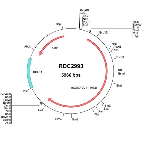 Human Murf Trim Np Versaclone Cdna Rdc R D Systems