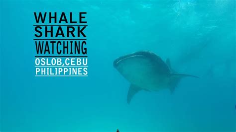 Travel Guide To Whale Shark Watching In Oslob Cebu Shellwanders