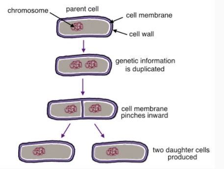 Binary Fission In Bacteria Diagram