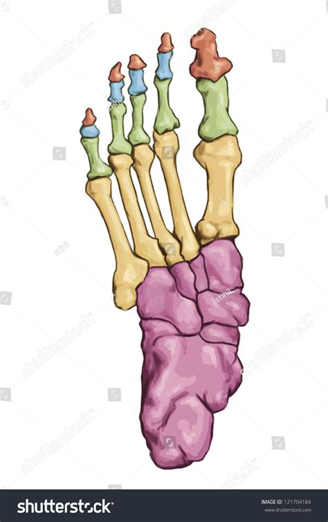 Anatomy Leg Foot Human Muscular Bones Stock Vector (Royalty Free ...