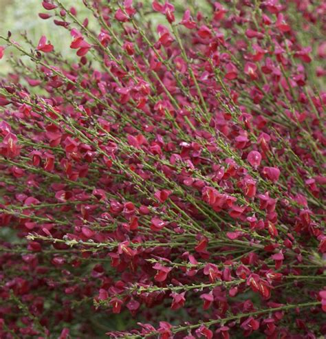 Edelginster Andreanus Red Lion Cytisus Scoparius Red Lion