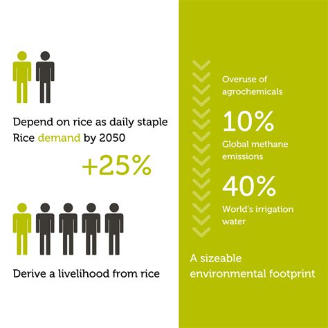 Farmers Debate The Sustainability Of Modern Rye Rice Crops - RYZE Superfoods