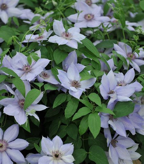 Clematis Bernadine™ Bernadine™ Clematis From Prides Corner Farms