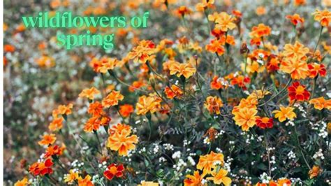 spring wildflowers  bloom discover natures hidden treasures