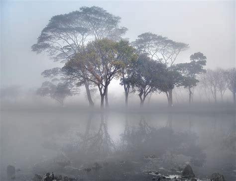 landscape, Tree, Forest, Fog, Beauty, Nature Wallpapers HD / Desktop