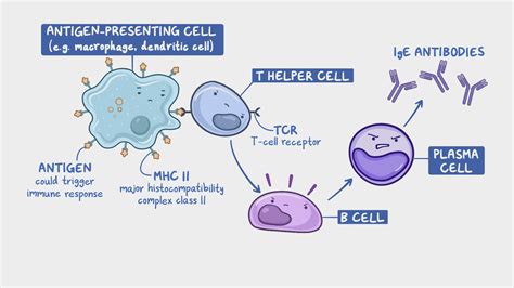 Hypersensitivity Reactions Type I Nursing Osmosis Video Library