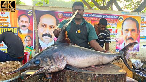 Kasimedu Speed Selvam Biggest Panni Kola Fish Cutting In Kasimedu