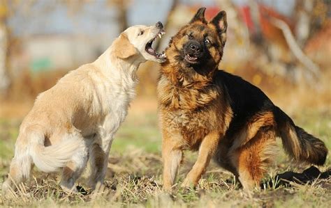 What Is Dog Fighting A Worldwide Overview Of A Bloodsport