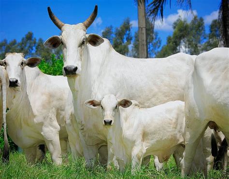 Qual A Rea Para Uma Cria O De Gado Dar Retorno Lucrativo