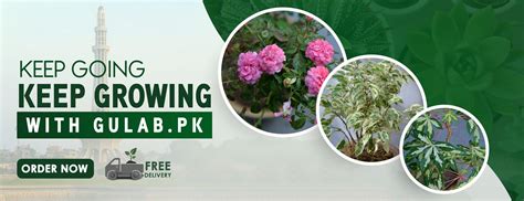 Indoor And Outdoor Plants In Lahore Flowers Herbs Etc Gulab Pk