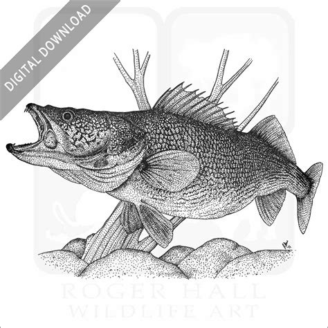 Stock Art Drawing of a Walleye