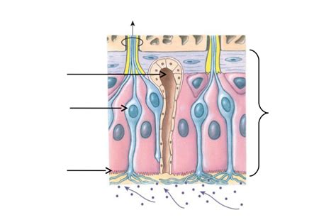 Olfactory Epithelium Diagram Diagram | Quizlet