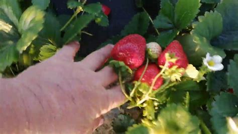 Описание Клубники Крапо 10 Фото Отзывы – Telegraph