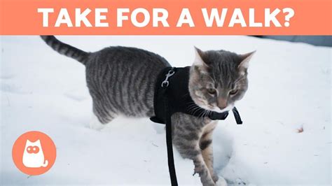 Can I Take My Cat For A Walk 🐈🚶‍♂️ Advantages And Disadvantages