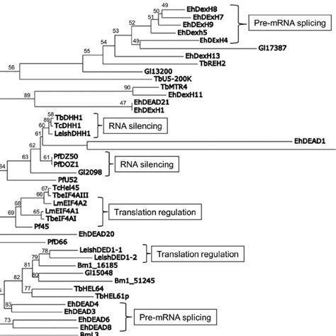 Maximum Likelihood Tree Of Parasite Deaddexh Box Rna Helicases This