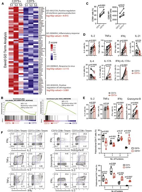 The Cell Surface 5′ Nucleotidase Cd73 Defines A Functional T Memory