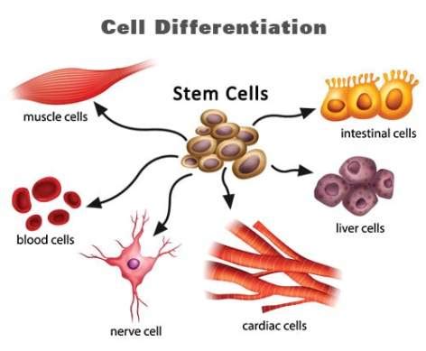 Lichaamscellen Weefsel En Organen Vitamine B6 Vergiftiging