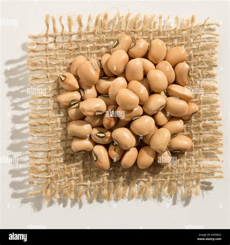 Vigna unguiculata is scientific name of Cowpea legume. Also known as