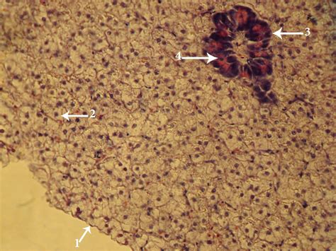 Histological Picture Of The Hepatopancreas Of P Sanitwongsei