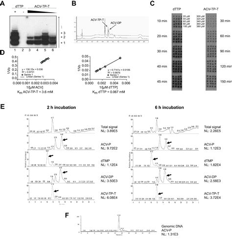 Telomerase Activated Thymidine Analogue Pro Drug Is A New Molecule