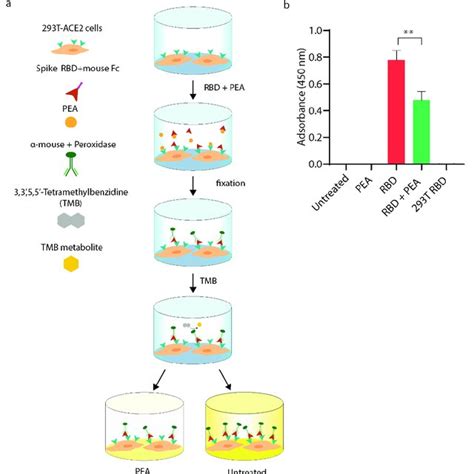 Cell Based ELISA Assay Performed On 293T ACE2 Cells A Schematic