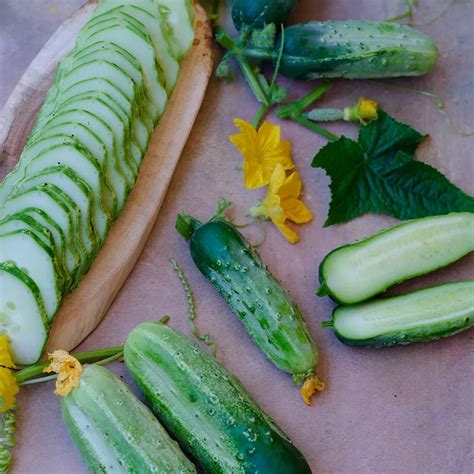 Boston Pickling Cucumber Seeds Baker Creek Seeds