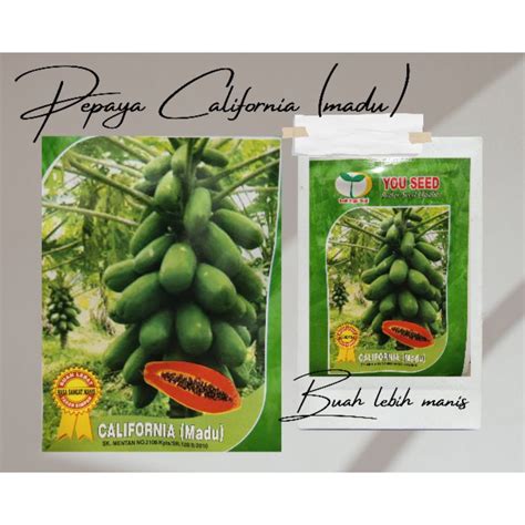 Jual Benih Pepaya California Madu Dari You Seed Buah Lebih Banyak Dan