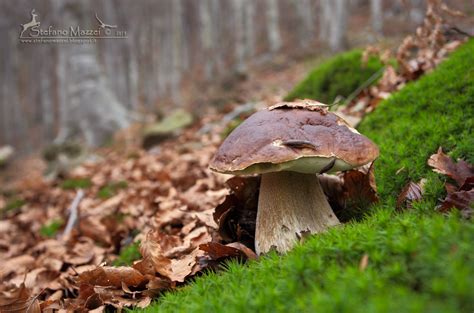 North Georgia Mushroom Picking Guide - Blue Sky Cabin Rentals