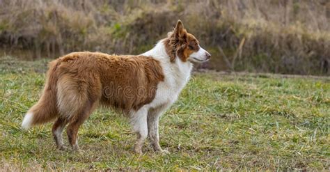 Young Australian Shepherd Dog And Sheep On A Farm Dog Is Grazing