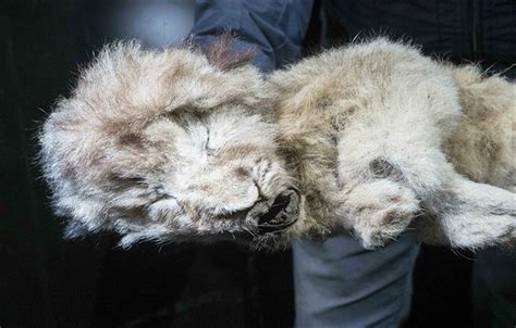 Pair Of Uniquely Preserved Prehistoric Cave Lions Found In Siberian