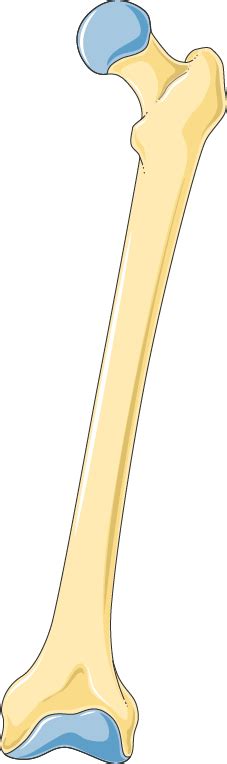 Femur Bone Png