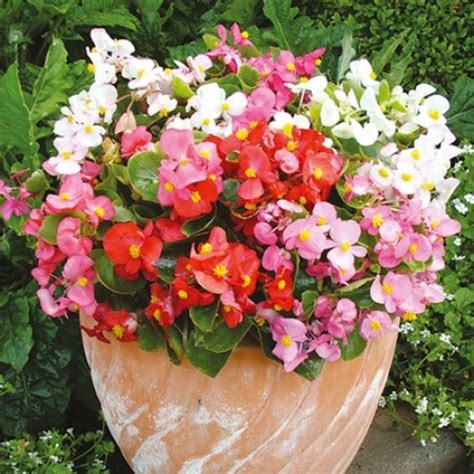 Comprar Begônia Ambassador Mix 1000 sementes Begonia semperflorens