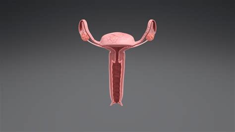 Anatomy Female Reproductive System 3d Model Cgtrader Riset