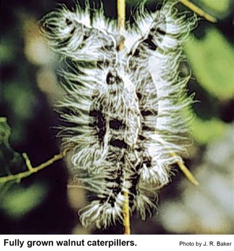 Walnut Caterpillar | NC State Extension Publications