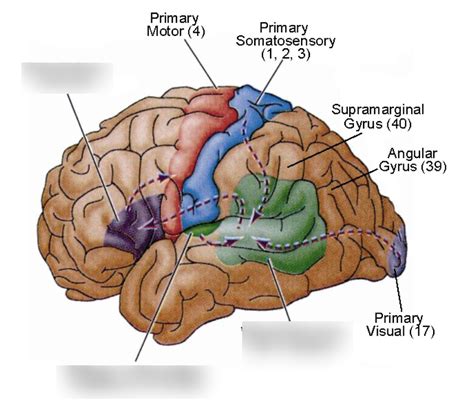 Topic 16 - The Auditory Cortex Diagram | Quizlet