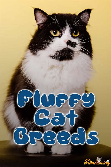 Fluffy Cat Breeds: 10 Of The Most Popular Fluffy Cats In The World