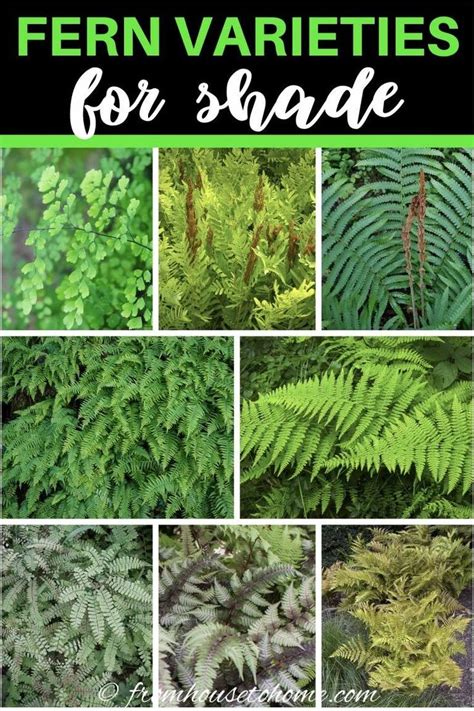 Hardy Fern Varieties 20 Perennial Ferns That Will Survive The Winter