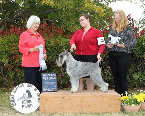 Standard Schnauzer Puppies For Sale