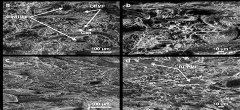 Sem Micrographs Of The Tensile Fracture Surfaces Of A And B Opmfpbs