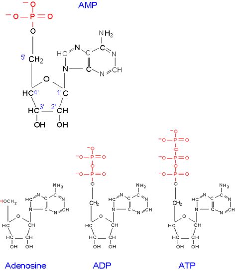 Structures Of Adenosine Adenosine Monophosphate Adenosine