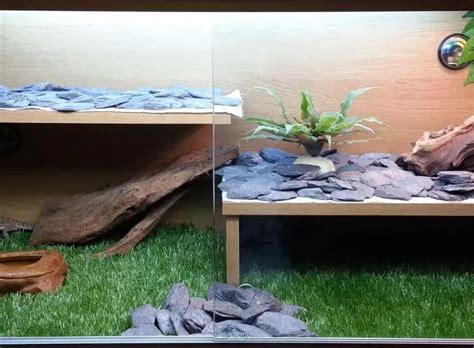 Best Plants For Bearded Dragon Cage You Should Know Top