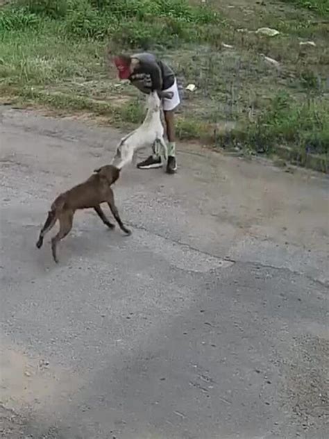 V Deo Pitbull Ataca Agr Nomo Que Fazia Caminhada Em V Rzea Grande Mt