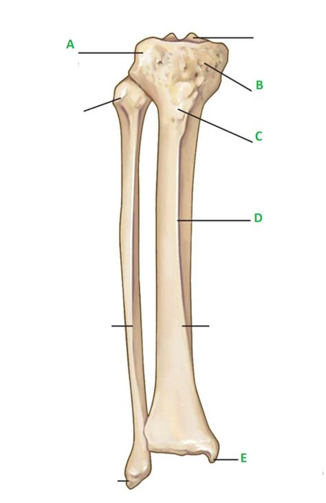 Msa Lp Tibia Landmarks Diagram Quizlet