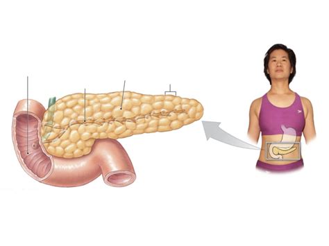 Pancreas 2 D Diagram Lp2 Diagram Quizlet